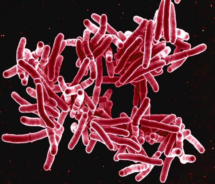 <p>Scanning Electron Micrograph. Rod-shaped Mycobacterium tuberculosis bacteria.</p>