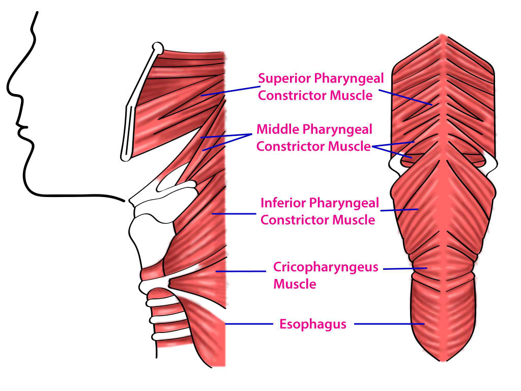 <p>Superior, Middle, and Inferior Pharyngeal Muscles and Cricopharyngeus Muscle</p>
