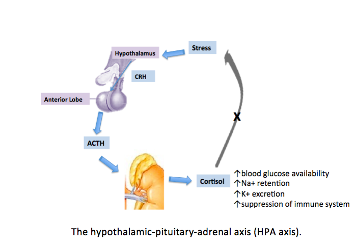 <p>The Hypothalamic-Pituitary-Adrenal Axis. The HPA axis is the slow response to stressors.</p>
