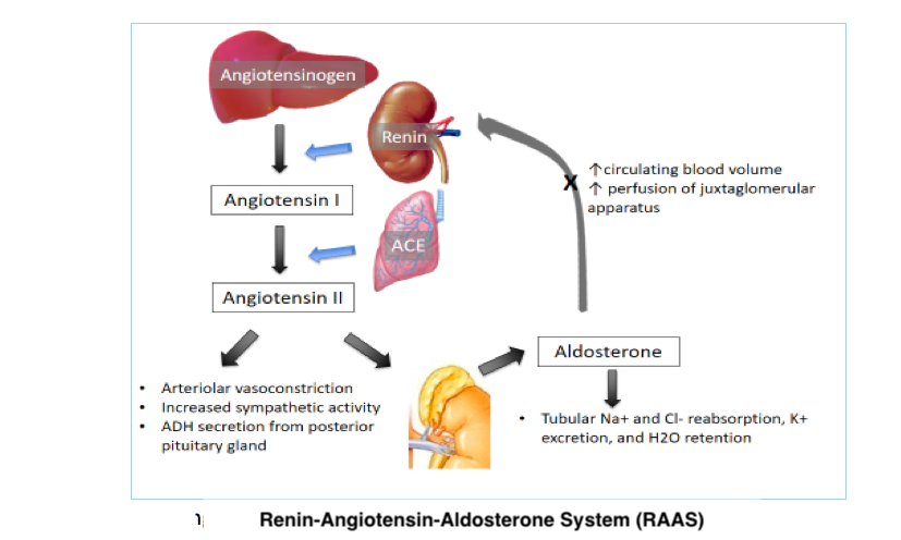 <p>Renin-Angiotensin-Aldosterone System