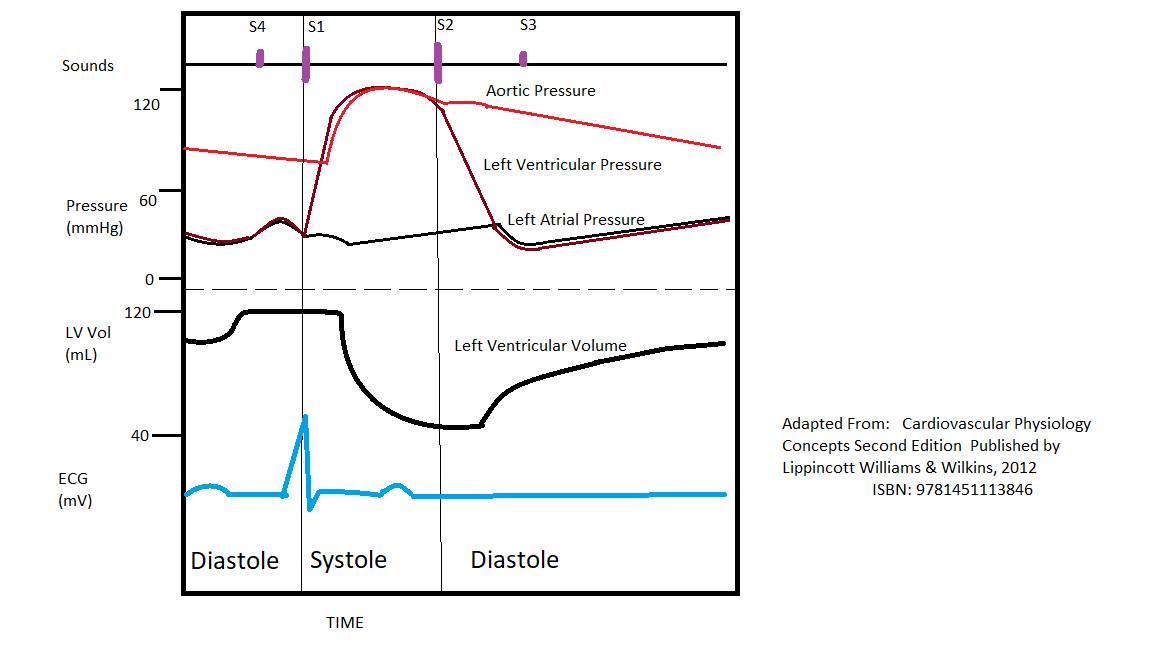 <p>Wiggers Diagram. Wiggers diagram, including ECG/EKG, ventricular pressure, ventricular volume, and heart sounds.</p>