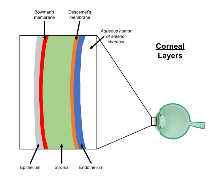<p>Cornea Diagram. Schematic of cornea (not to scale).</p>