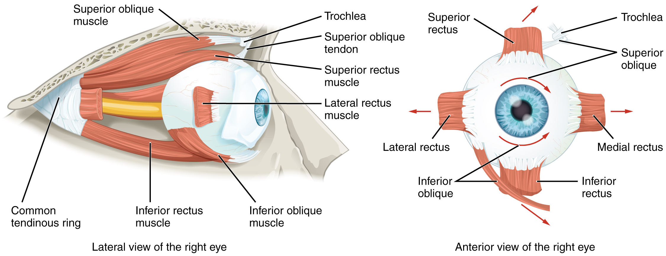 Extraocular muscles