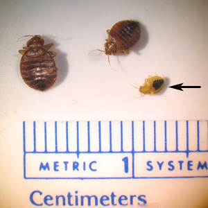 Bed bugs - Two adult and one nymph