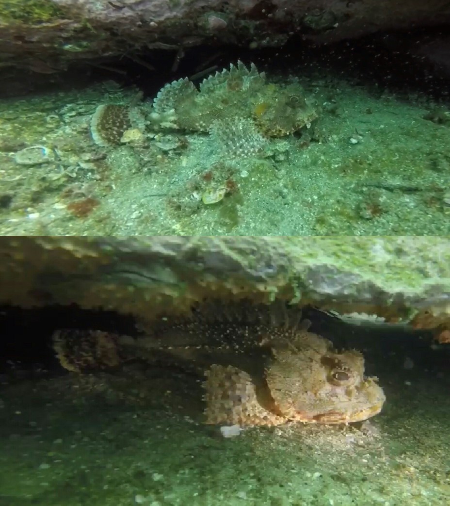 Scorpionfish in the coastal waters of Bare Island, Sydney, Australia