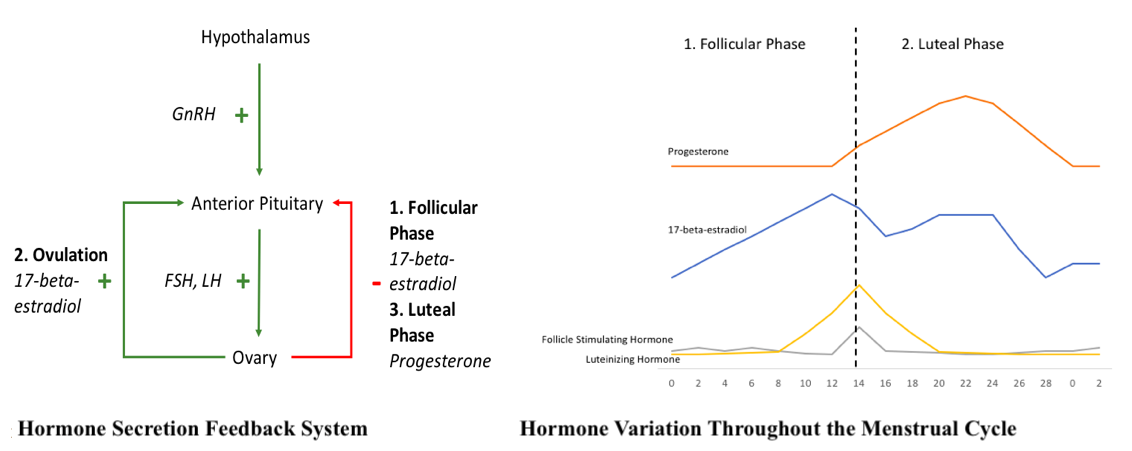<p>Hormone Secretion Feedback System. Hormone variation throughout the menstrual cycle.</p>