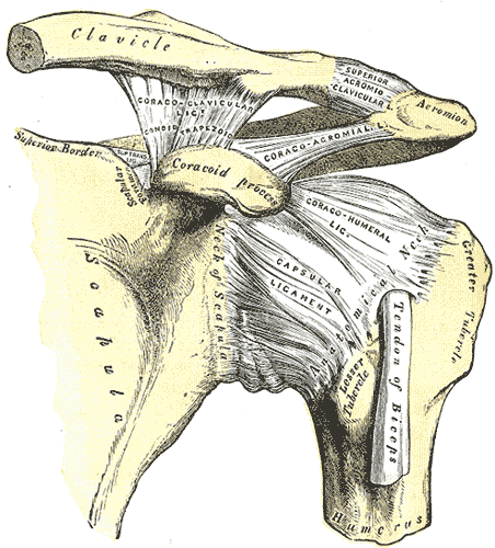 Illustration of acromioclavicular joint and it's associated ligaments including acromioclavicular ligament, coracoclavicular ligament and coracoacromial ligament