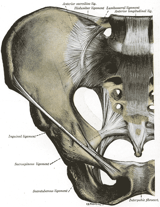 Illustration of the sacroiliac joint along with it's associated ligaments, including the sacrospinous and anterior sacroiliac ligament