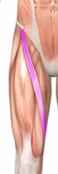 Sartorius leg muscle