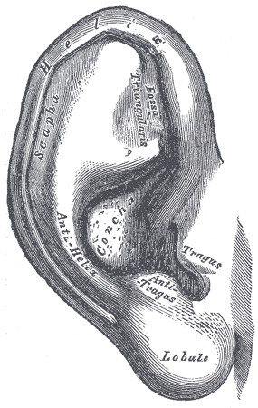 <p>Basic outer ear anatomy, from Gray's Anatomy</p>