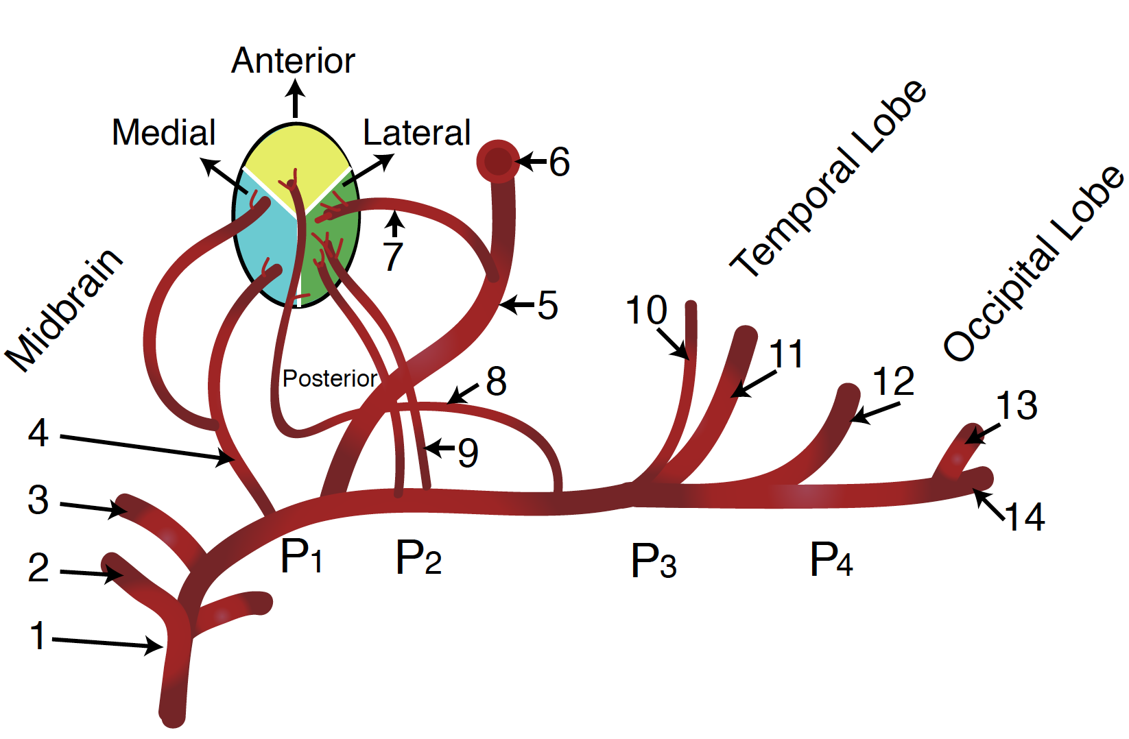 <p>Diagram of the Posterior Cerebral Artery and its Branches