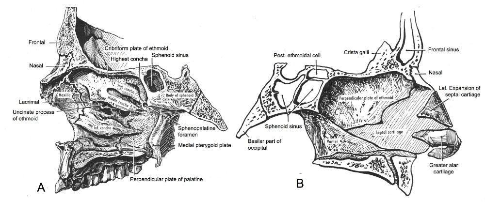 A. Lateral wall of the nose B. Nasal septum