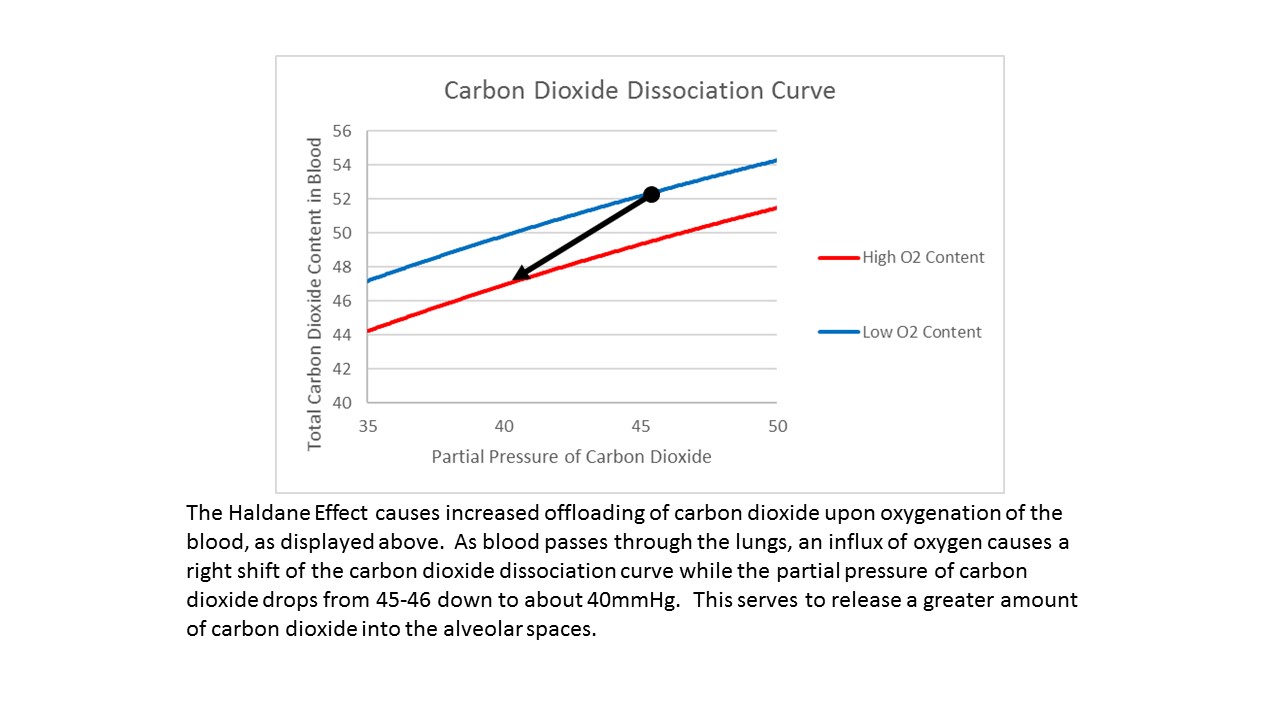 Haldane Effect. The carbon dioxide dissociation curve shows a graphical representation of the Haldane effect.