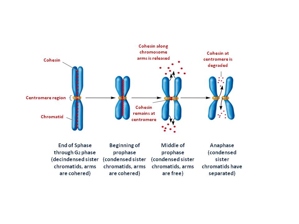 The two multi protein complexes help to form and organize metaphase chromosomes and cohesin which keeps the two sister chroma
