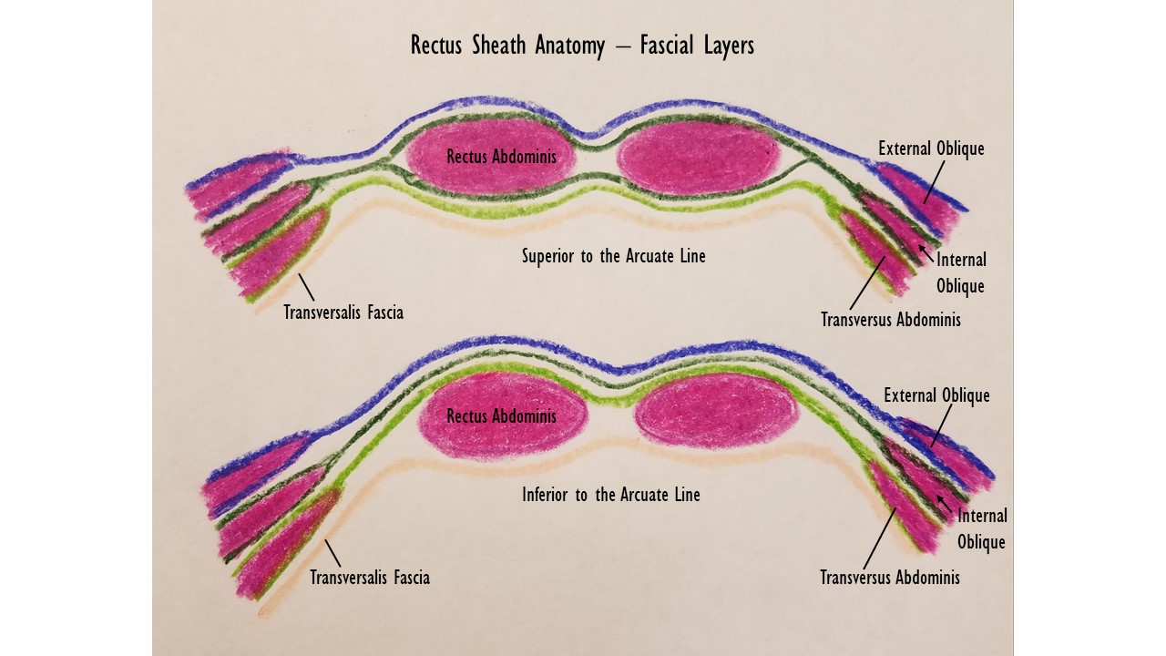 Rectus Sheath Anatomy, superior and inferior to the arcuate line