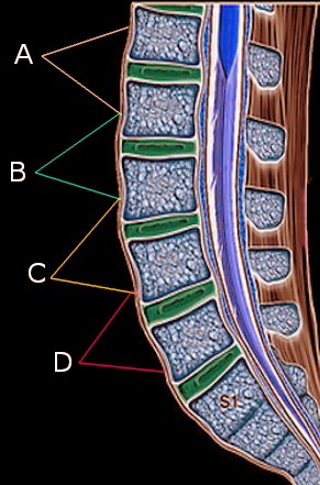 Lumbar spine