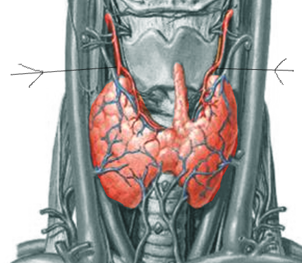 <p>The Thyroid Artery</p>