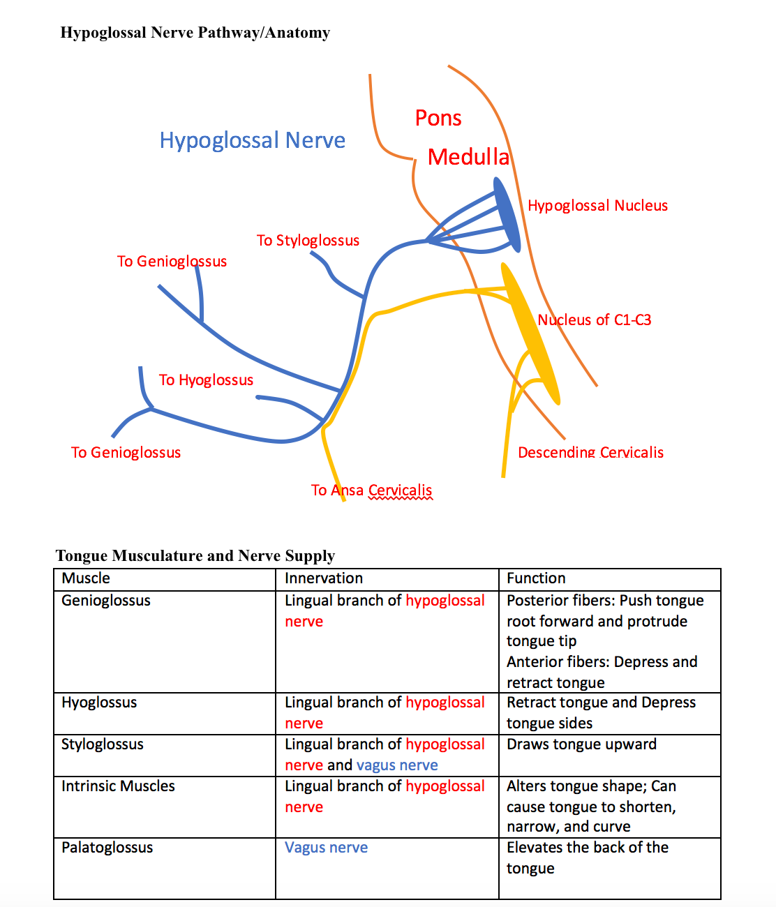 <p>Hypoglossal Pathway/Anatomy, Tongue Musculature and Nerve Supply Table.</p>