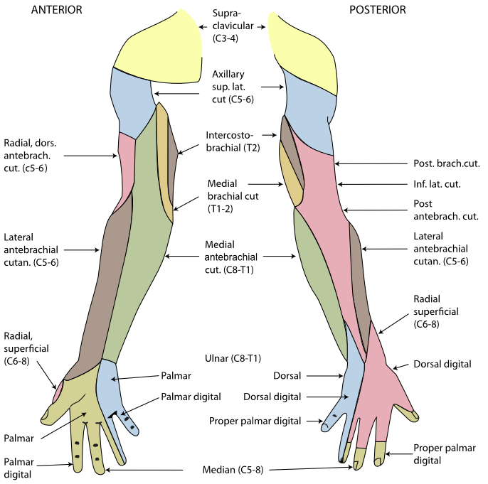 <p>Cutaneous Innervation of the Right Upper Extremity. The areas innervated by the radial nerve are colored pink.</p>