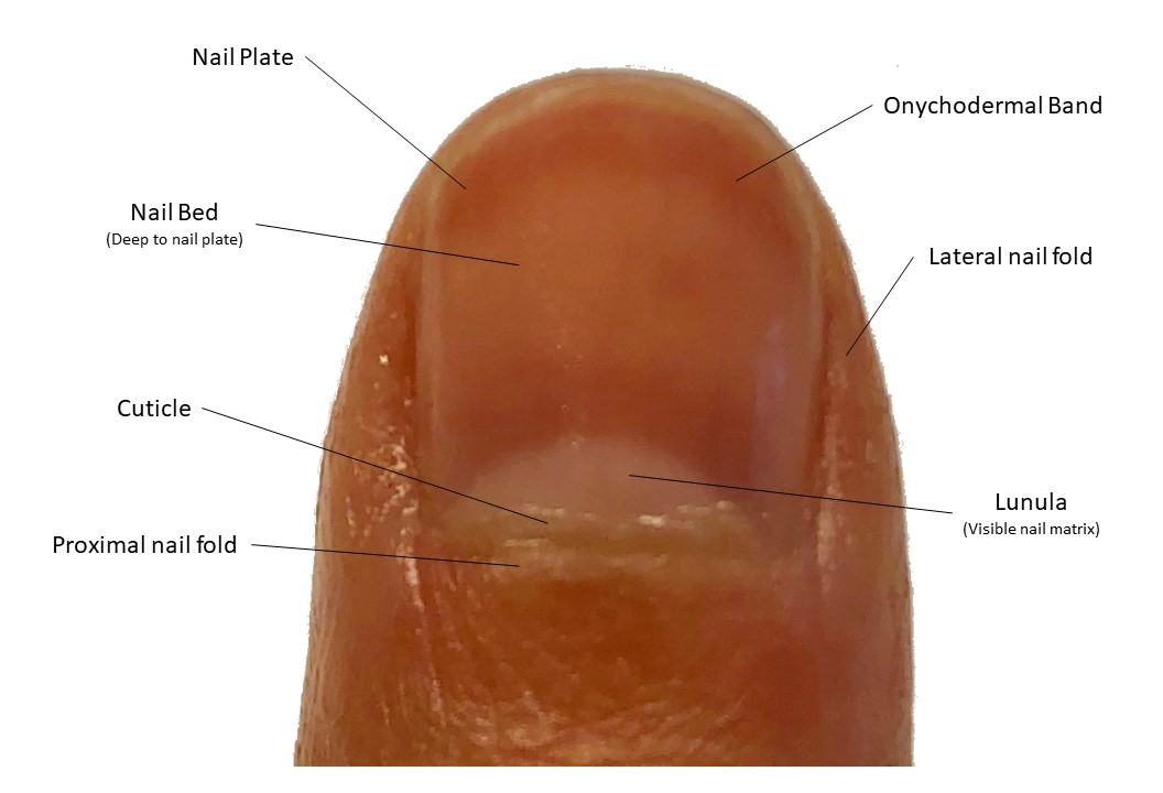 Gross anatomy of nail unit