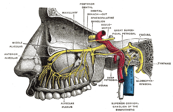 <p>Pterygopalatine Fossa Nerves. Depiction of the pterygopalatine ganglion and the deep petrosal and Vidian nerves.</p>