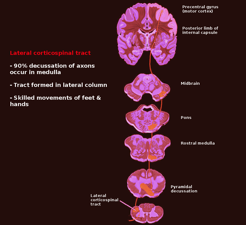 lateral corticospinal tract