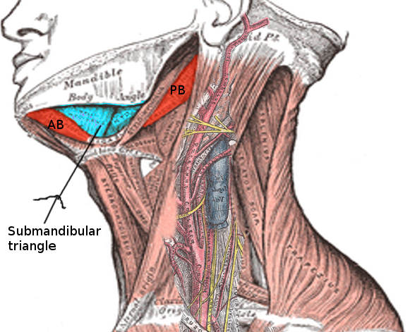Submandibular triangle