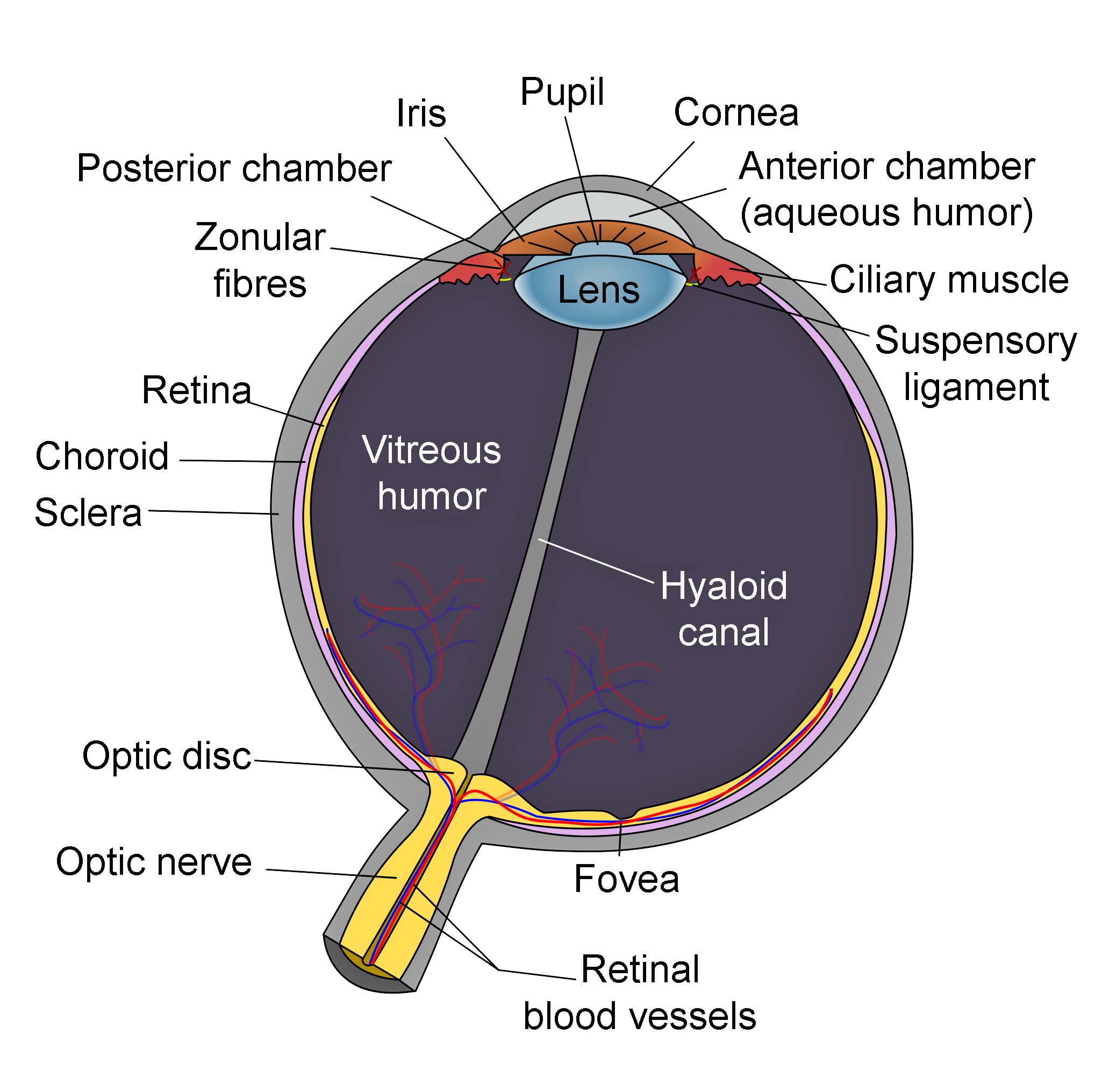 Schematic of eye anatomy including the optic disc, optic nerve, fovea, sclera, choroid, vitreous humor, hyaloid canal, retina, zonular fibers, iris, pupil, cornea, ciliary muscle, and suspensory ligament