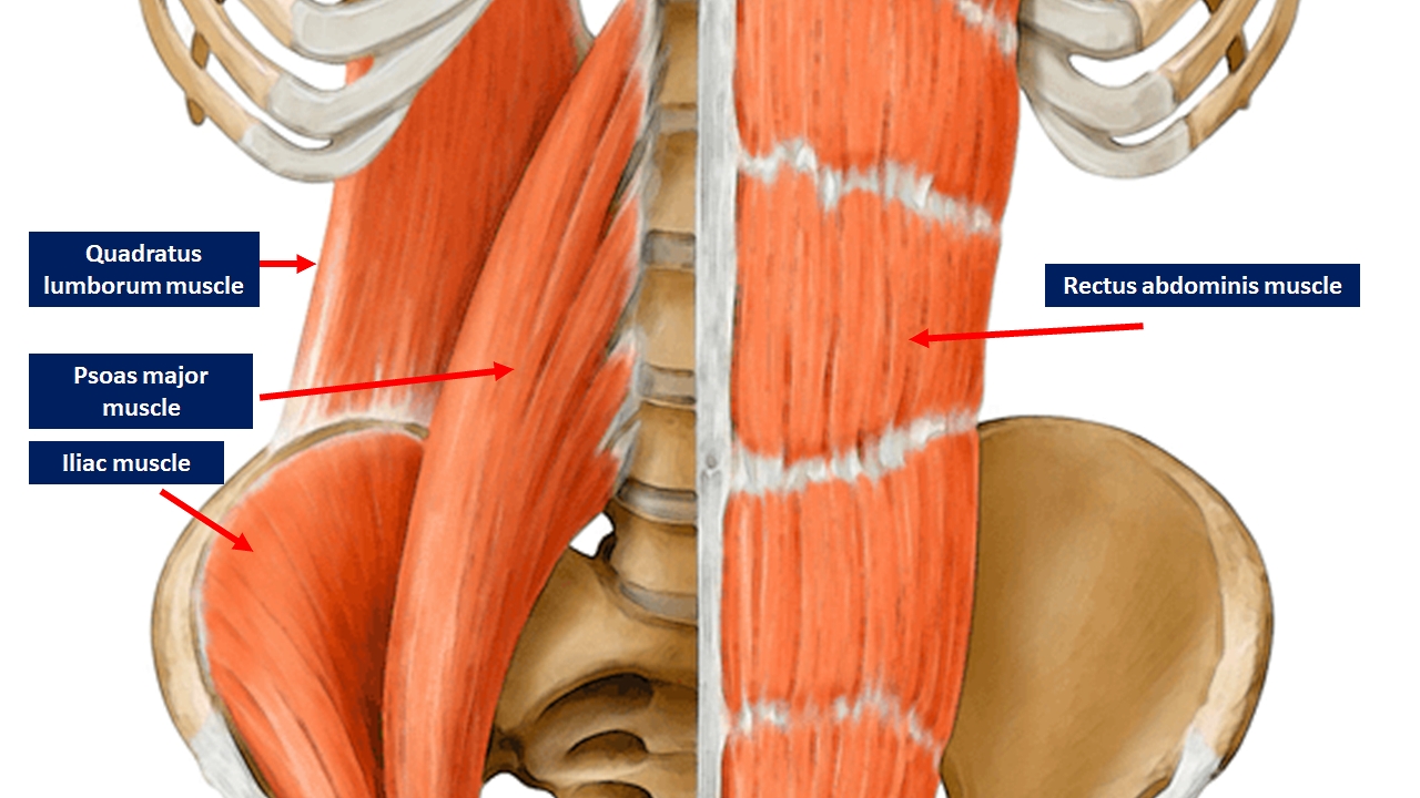 An anatomic image showing the depth of the Quadratus lumborum muscle.