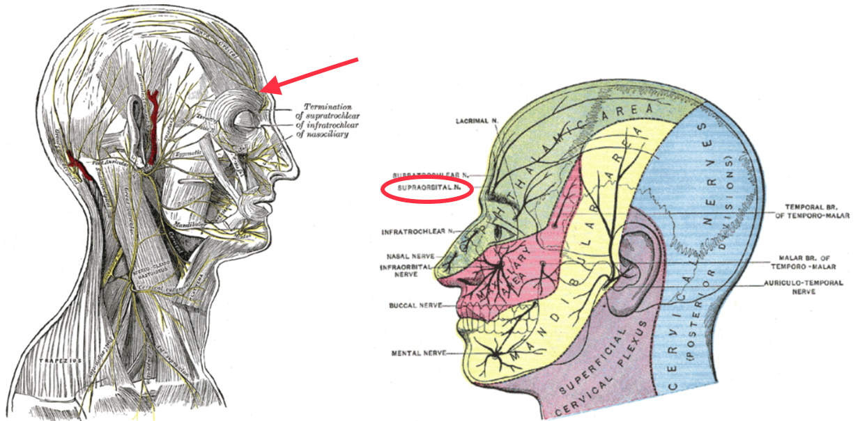 <p>Sensory Areas of the Head
