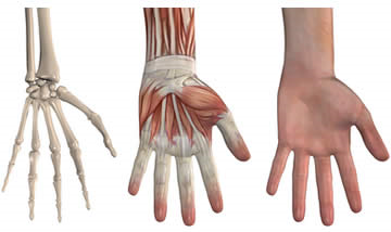 The hand is one of the most complex anatomical structures