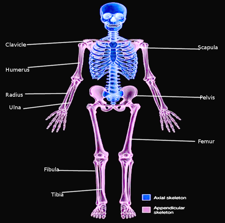 <p>Appendicular Skeleton