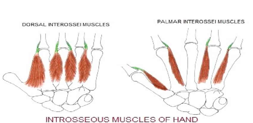 The image shows the intrinsic muscles of the hand, in the dorsal and palmar portion.