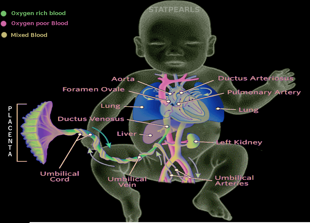 Fetal circulation
