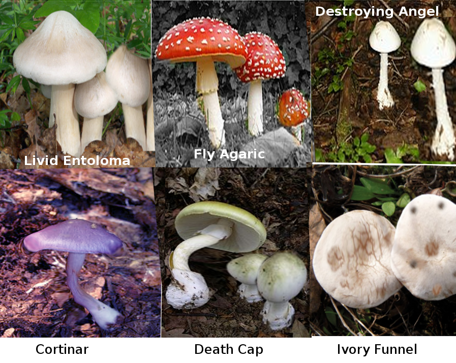 Types of toxic mushrooms