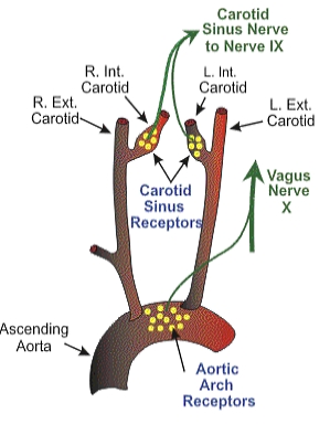 The relationship between the baroreceptors and the vagal system.
