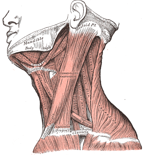 Muscles of the neck, lateral view.