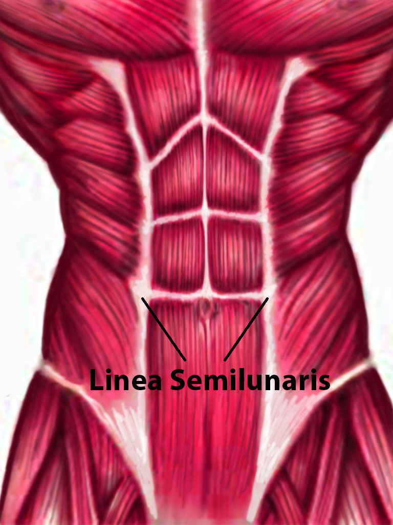 <p>Linea Semilunaris Muscle</p>