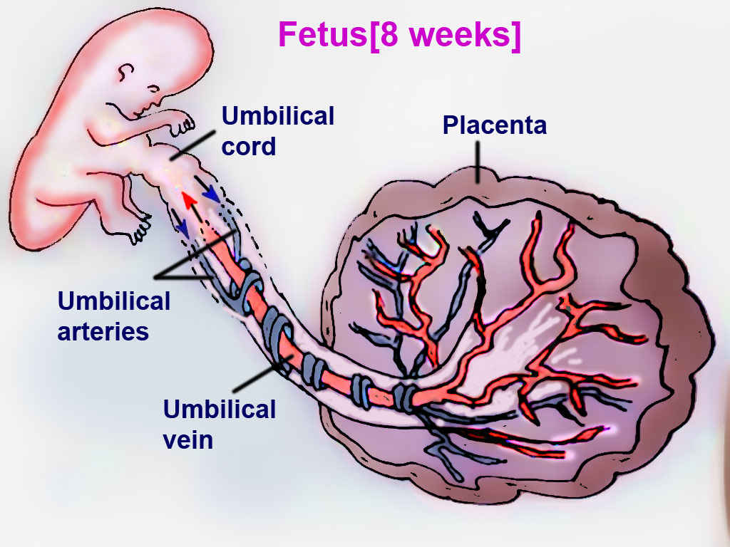 <p>Fetal Circulation</p>