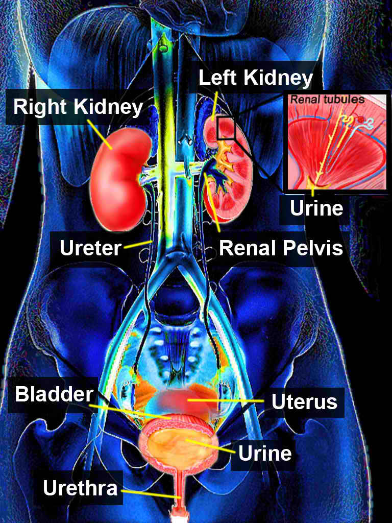 <p>Urinary System. Illustration of the major components making up the urinary system.</p>