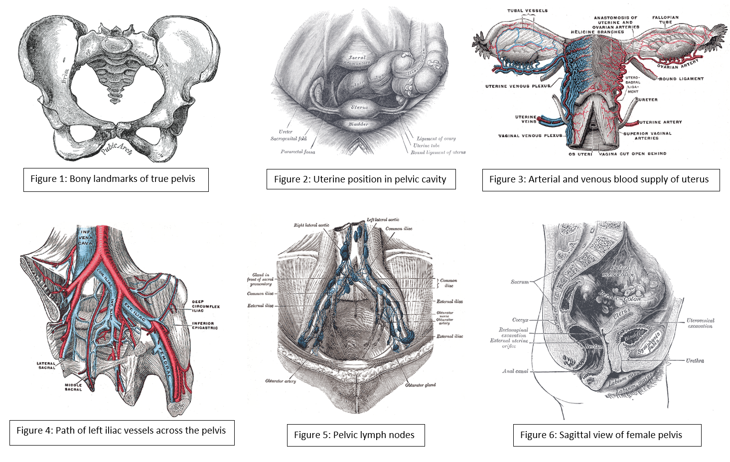 <p>Compilation of 6 images detailing anatomy of female pelvic cavity.</p>
