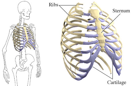 The image shows the ribcage and the different ribs.