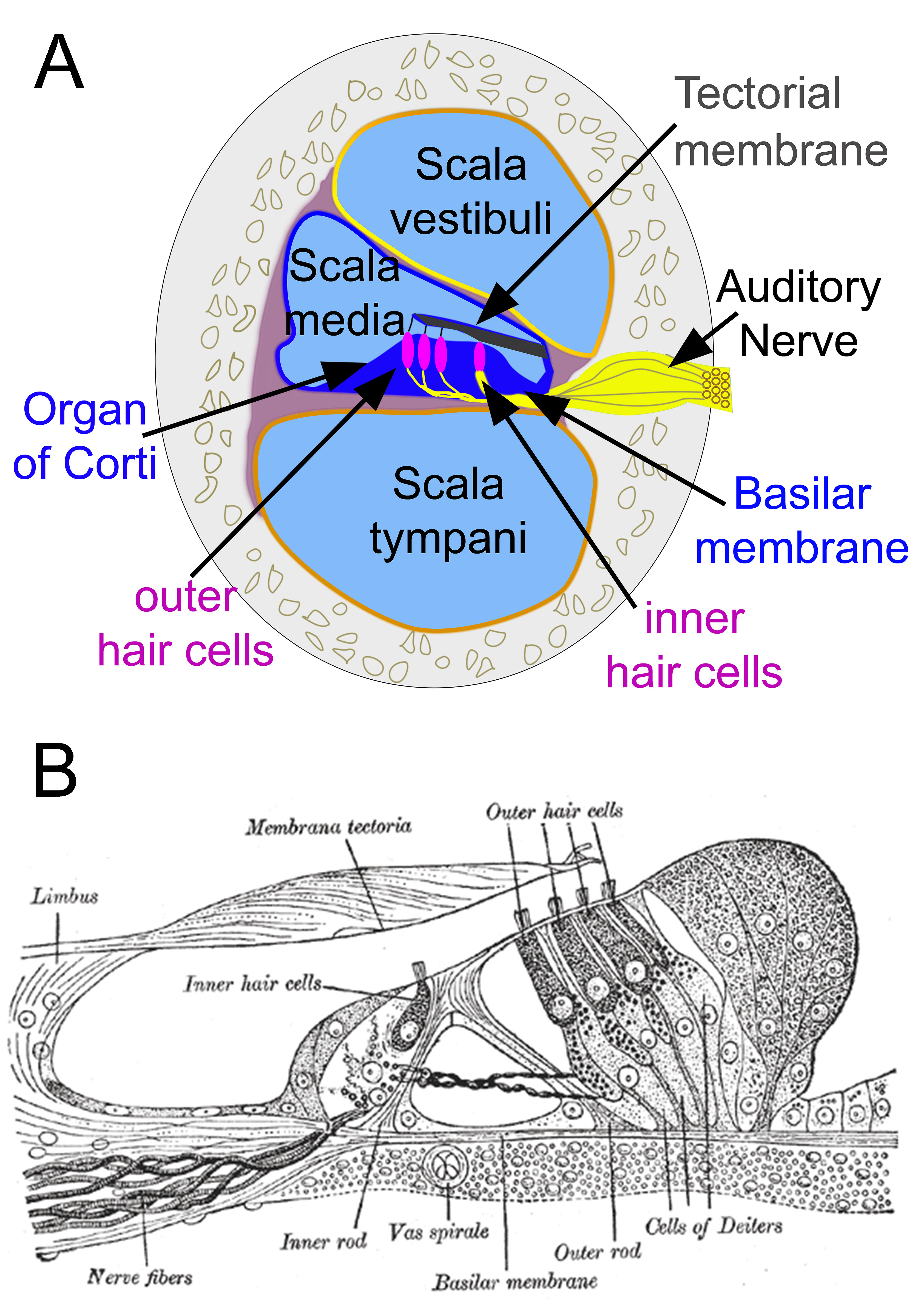<p>Organ of Corti. A. Cross-section of the cochlea. B. Section through the organ of Corti.</p>