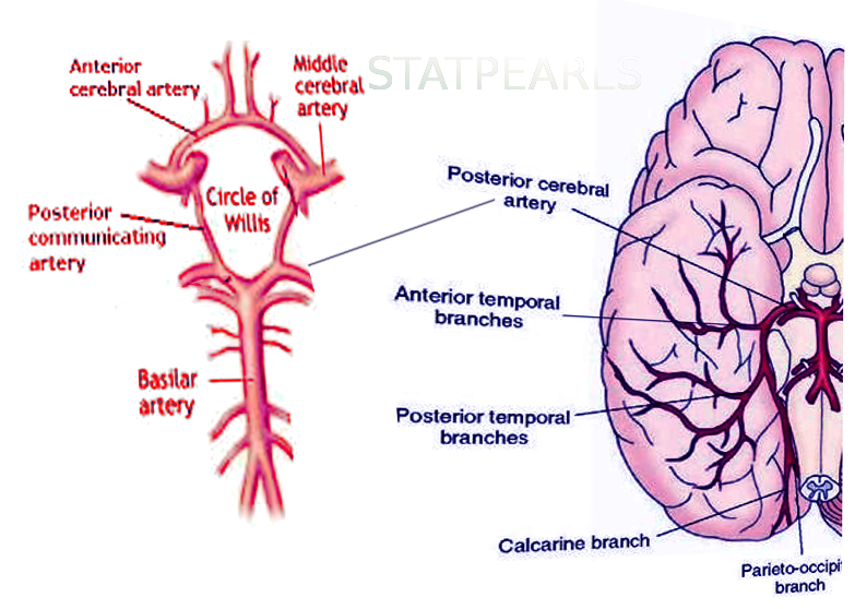 Posterior cerebral artery