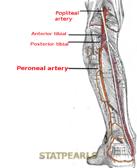 Peroneal artery