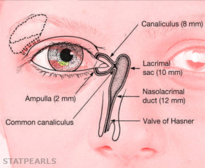 <p>The Lacrimal Duct System</p>
