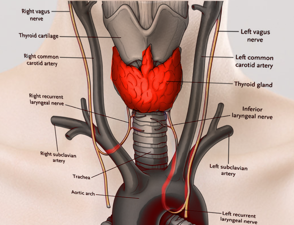<p>Laryngeal Nerves
