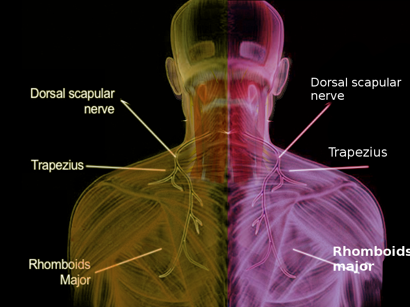 Dorsal scapular nerve