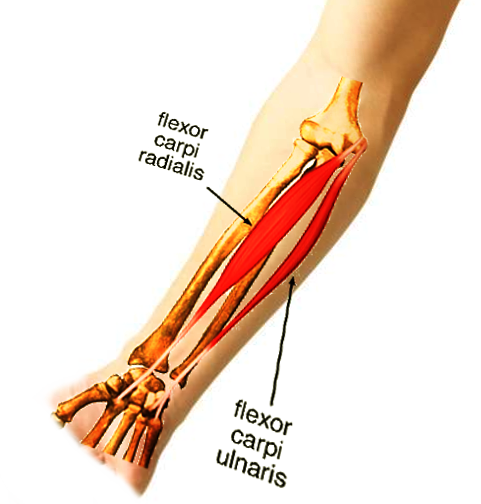<p>Anterior Forearm Compartment Muscles. This anterior view shows the flexor carpi radialis and ulnaris.</p>