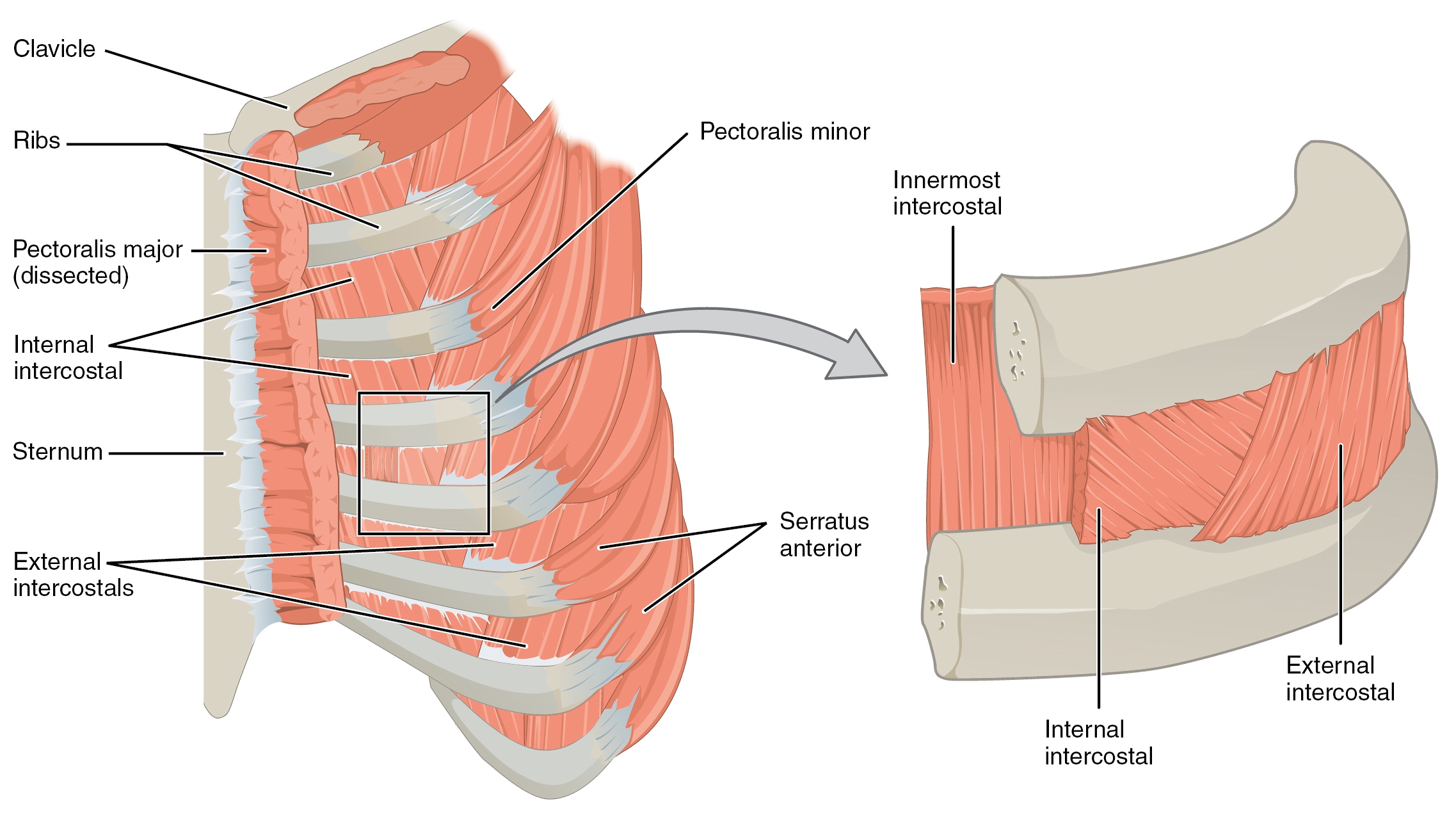Anatomy Thorax Muscles Article